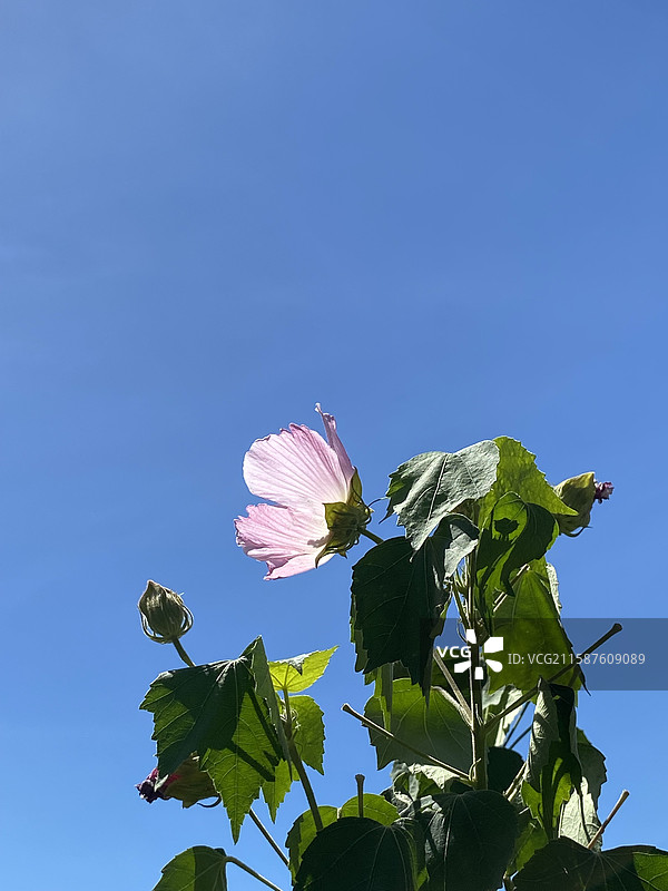 芙蓉花图片素材