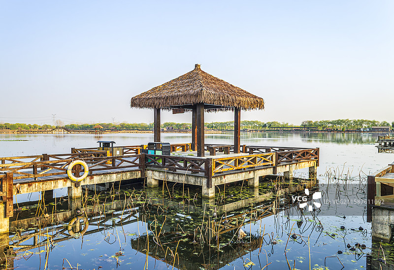 淮南焦岗湖枯萎期的荷花淀风光图片素材