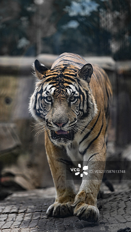 济南动物园东北虎图片素材
