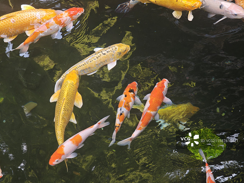 苏州4A景区寒山寺拍摄的锦鲤图片素材