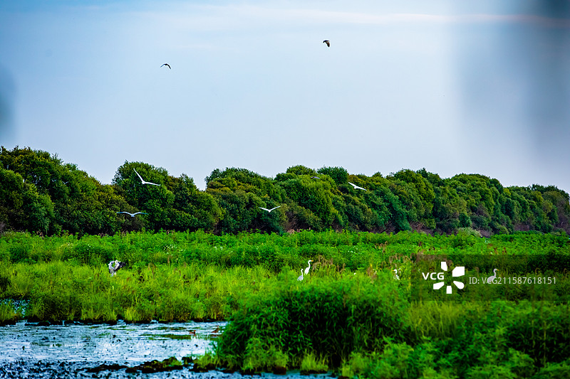 透过树林看到的虎林国家湿地公园野生鸟类图片素材