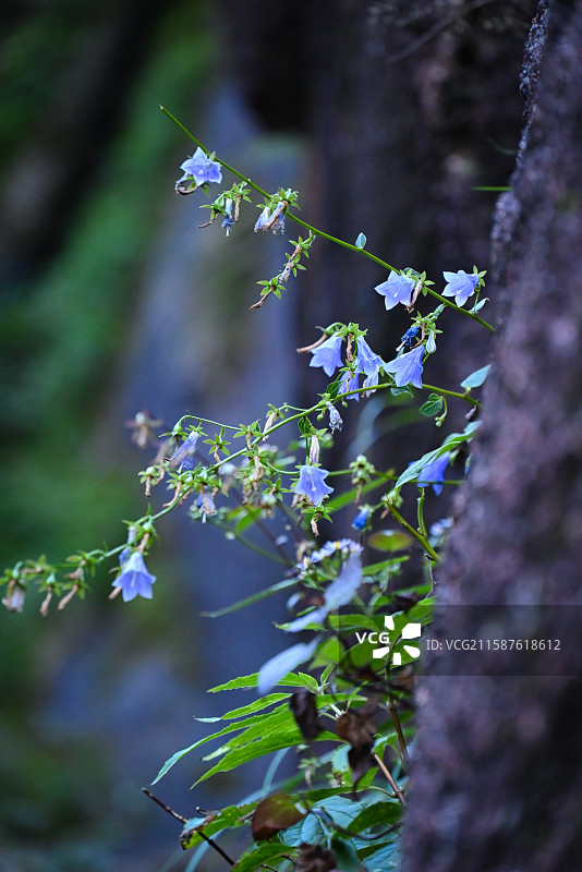 悬崖边的花图片素材