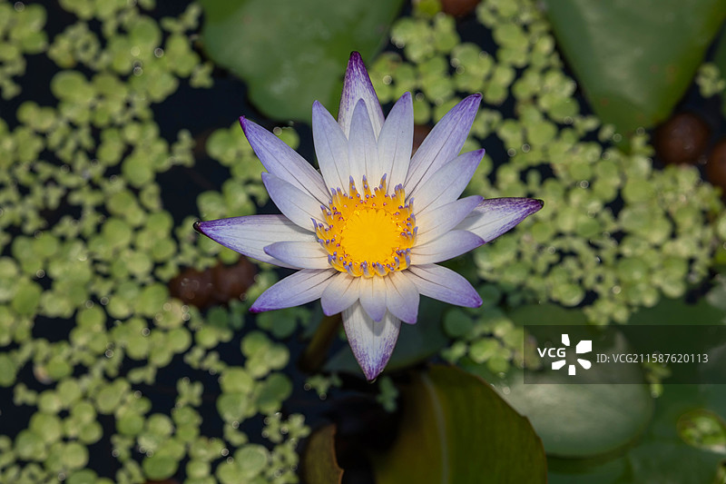 黑美人睡莲俯拍图片素材