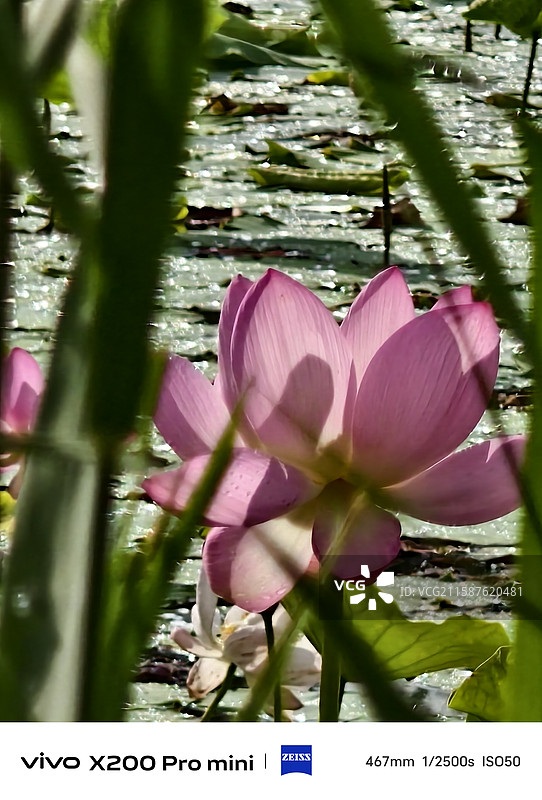 长春北湖湿地公园的荷花开了图片素材