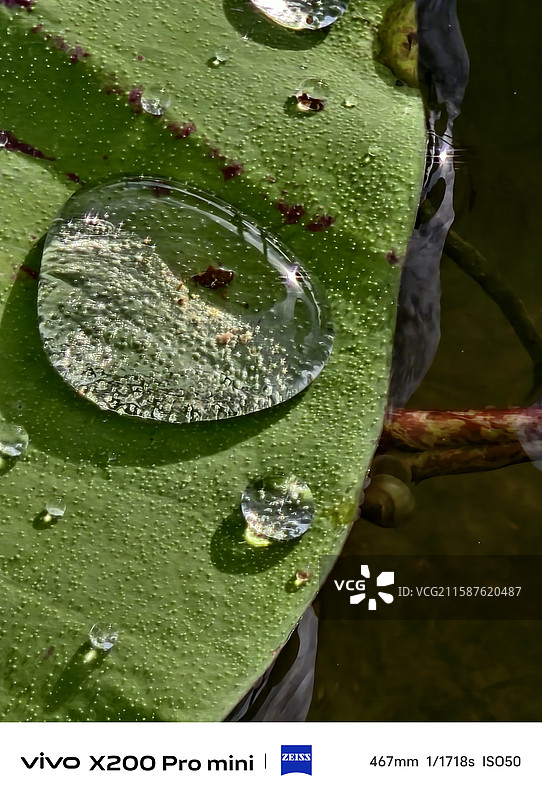 长春北湖湿地公园的荷花开了图片素材