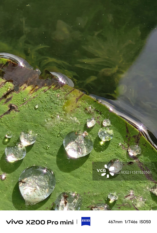 长春北湖湿地公园的荷花开了图片素材