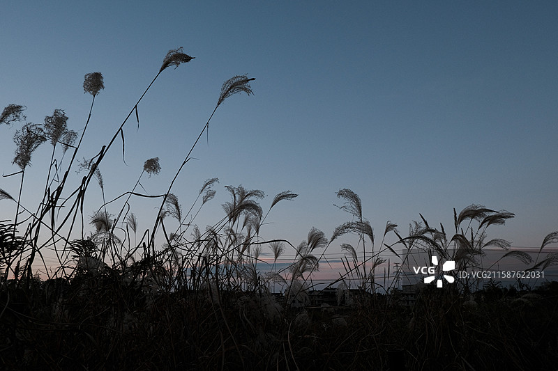 芦苇图片素材