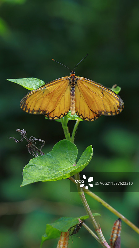 苎麻珍蝶图片素材