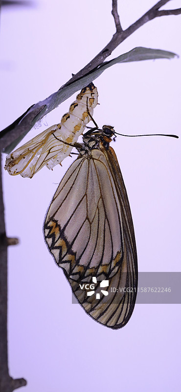 苎麻珍蝶图片素材