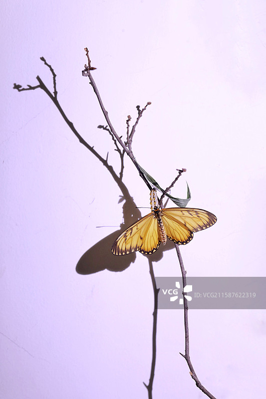 苎麻珍蝶图片素材