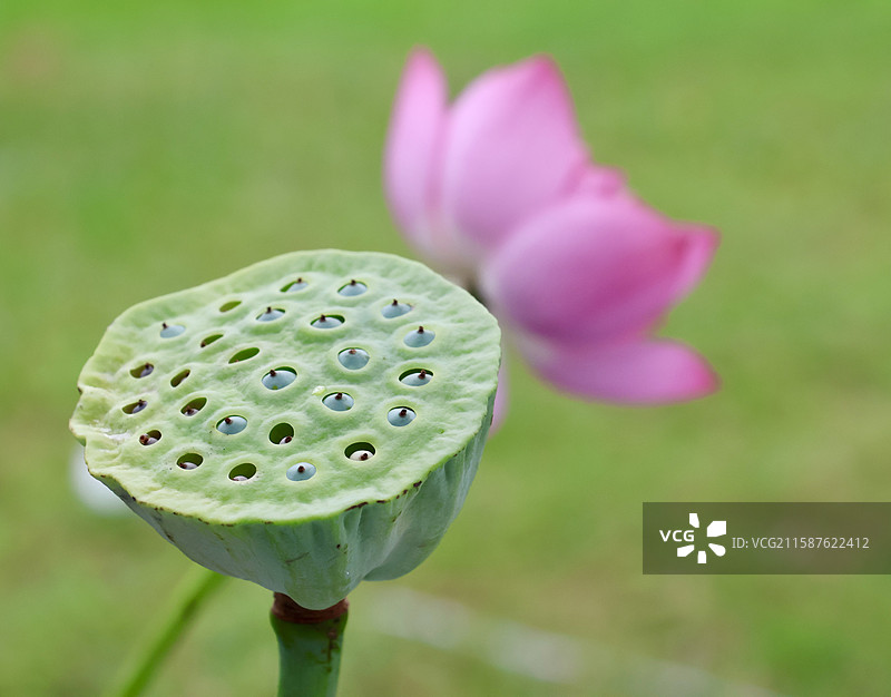 莲蓬与荷，夏日的馈赠图片素材