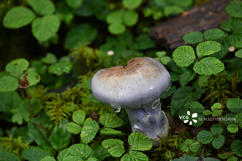 丝膜菌图片素材