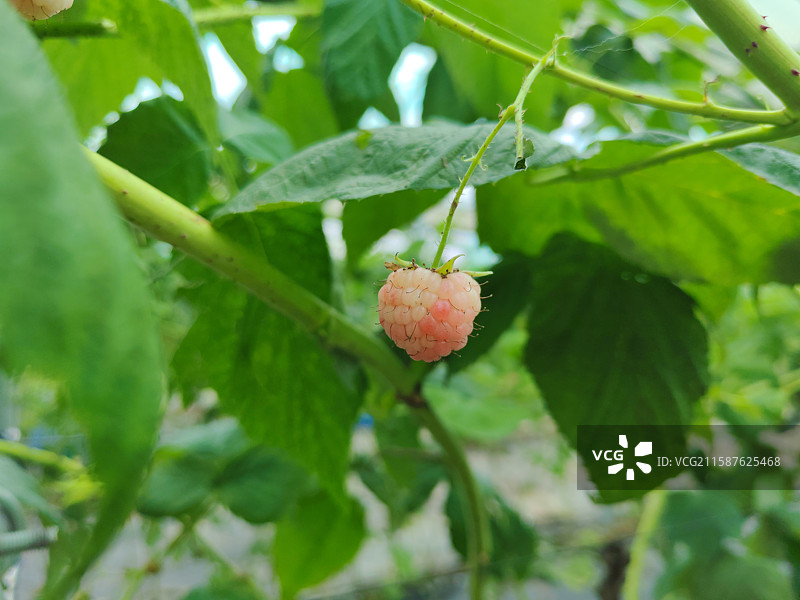 白色的树莓图片素材