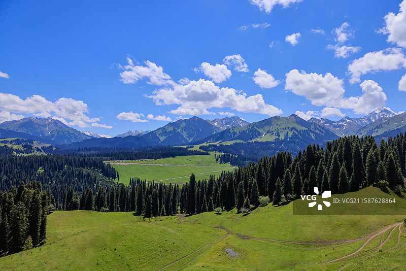 天山林海-新疆库尔德宁天山雪岭云杉图片素材