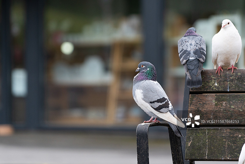 英国城市风景风光图片素材