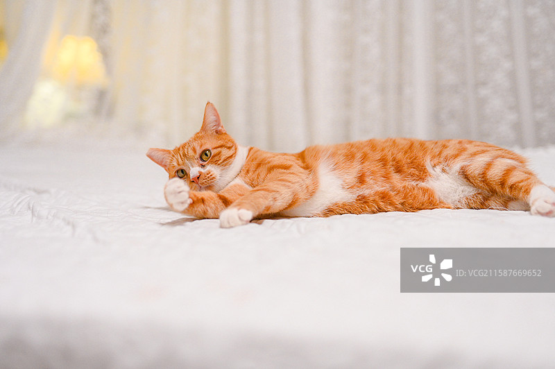 被领养的流浪田园小橘猫图片素材