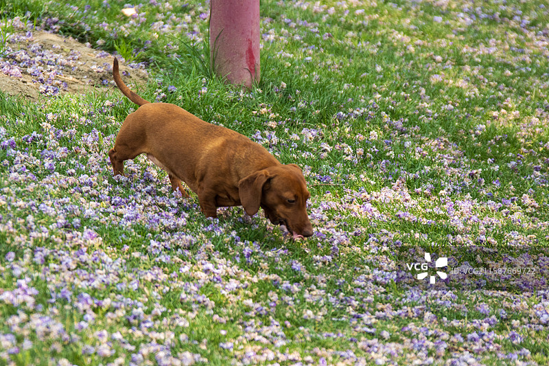 无人,宠物,狗,户外,犬科,维希拉猎犬,纯种犬,动物,可爱的,小狗,褐色,动物主题,家畜,自然,4K图片素材