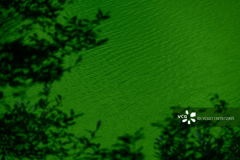 千岛湖牧心谷湖中绿色的水图片素材