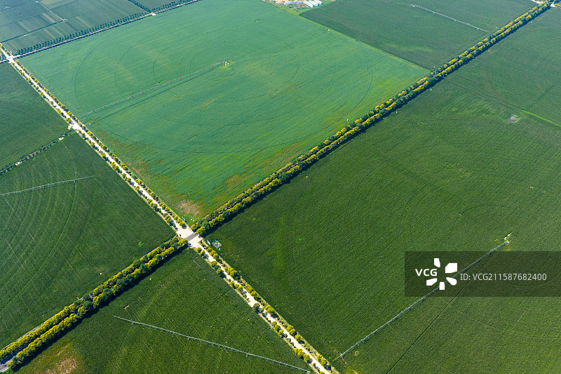 河南省 周口市 商水县 农业 高标准农田 秋天 玉米地 芝麻地  农作物图片素材