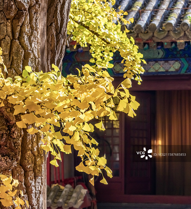 红螺寺里秋天的金黄色的银杏落叶，秋天，银杏，落叶图片素材