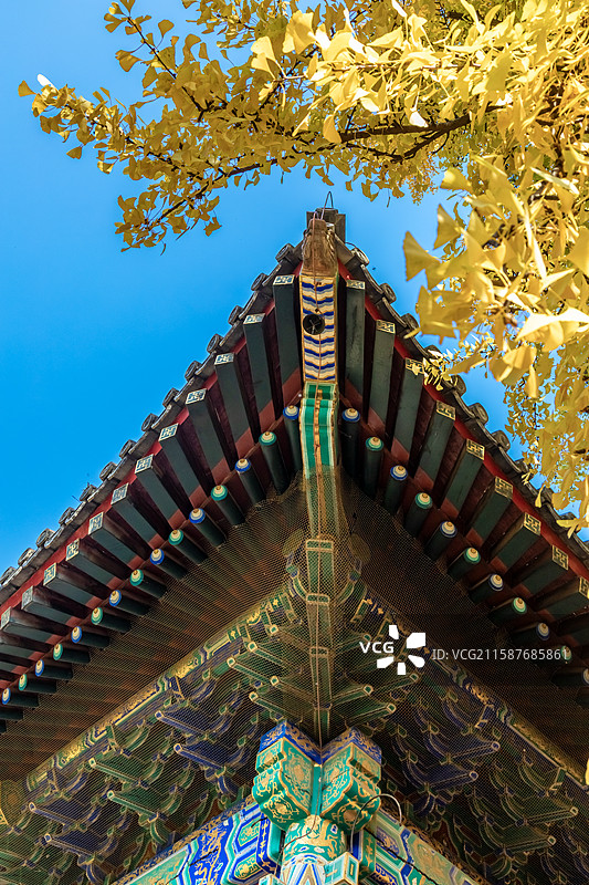 红螺寺里秋天的金黄色的银杏落叶，秋天，银杏，落叶图片素材