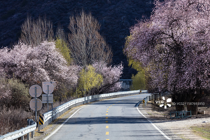 西藏林芝市米林县219国道的春天图片素材