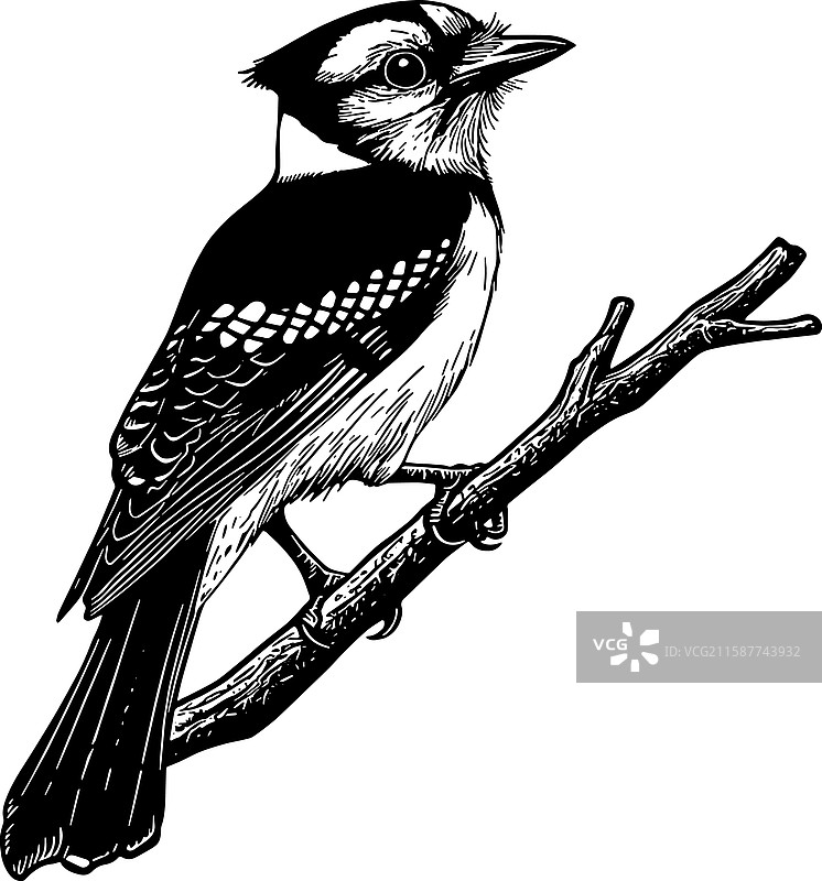 蓝松鸦图片素材