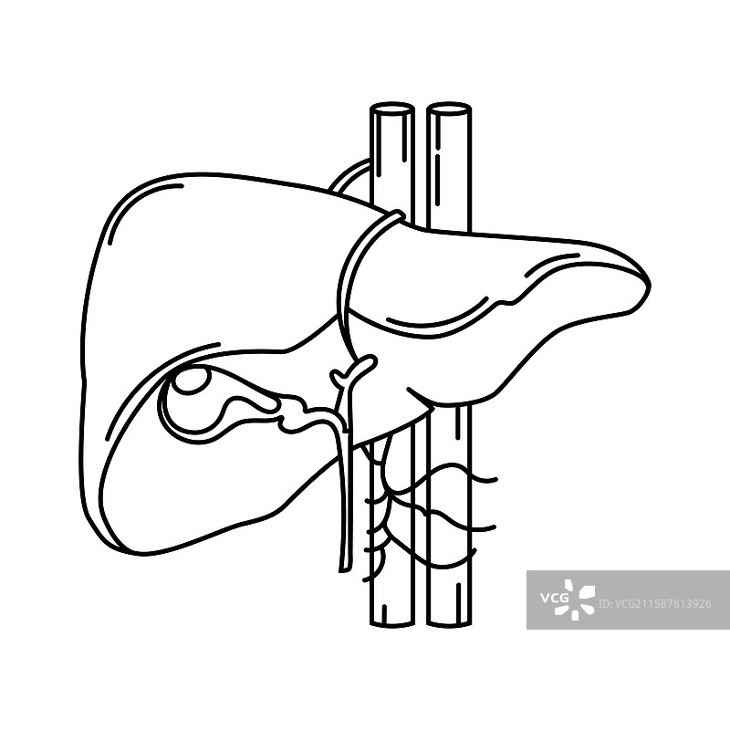 解剖学的人类肝脏和胆管线条艺术图片素材