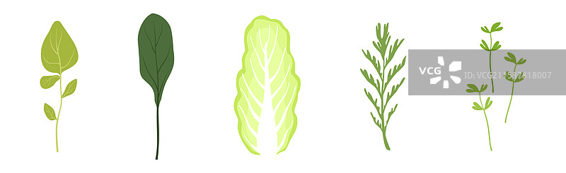 新鲜沙拉的绿叶蔬菜组合图片素材