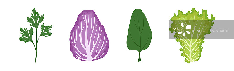 新鲜沙拉用的绿叶蔬菜组合图片素材