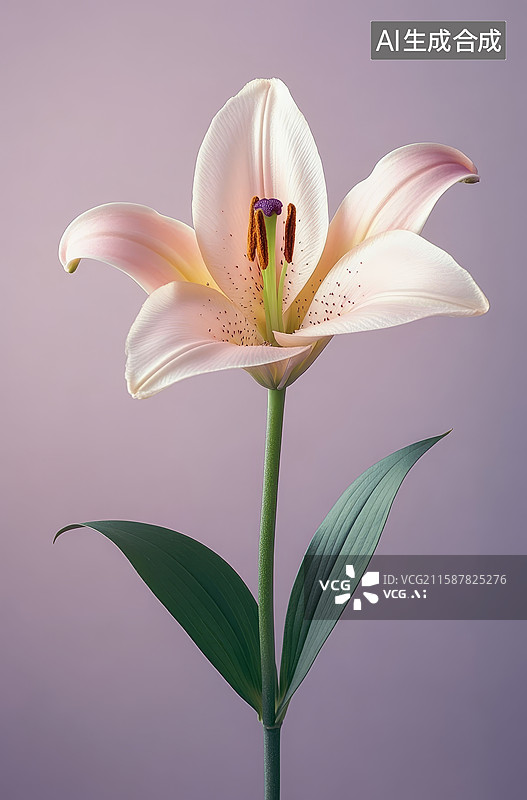 【AI数字艺术】单枝百合花的优雅绽放图片素材