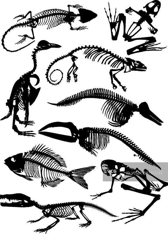 动物骨骼的剪影图片素材