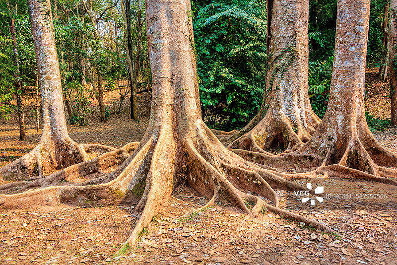 豆科球花豆属植物——爪哇球花豆的板根图片素材
