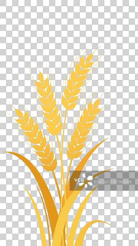 秋天麦子收获图片素材