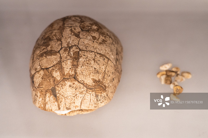 龟甲及石子（新石器时代裴李岗文化）河南博物院藏 舞阳县贾湖出土图片素材