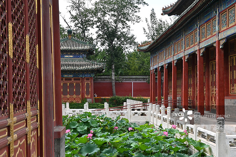 北海公园荷花图片素材