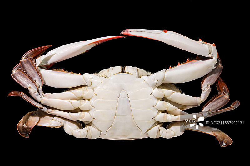 黑色背景上的一只秋天海鲜美食螃蟹大闸蟹特写图片素材