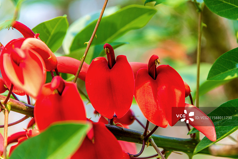 豆科刺桐属植物——鸡冠刺桐图片素材