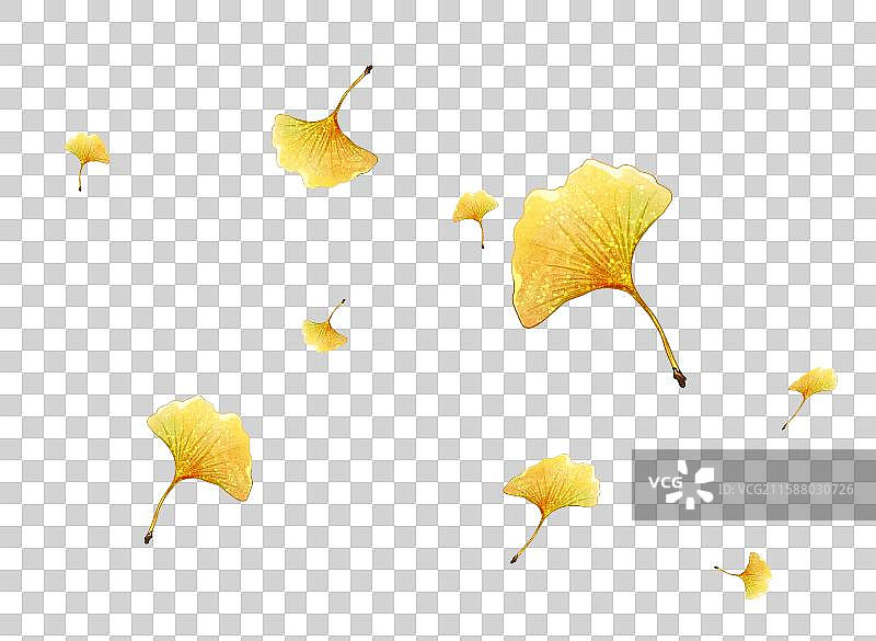 秋天落叶银杏树叶图片素材