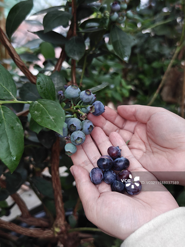 蓝莓树下用手捧着成熟的蓝莓图片素材