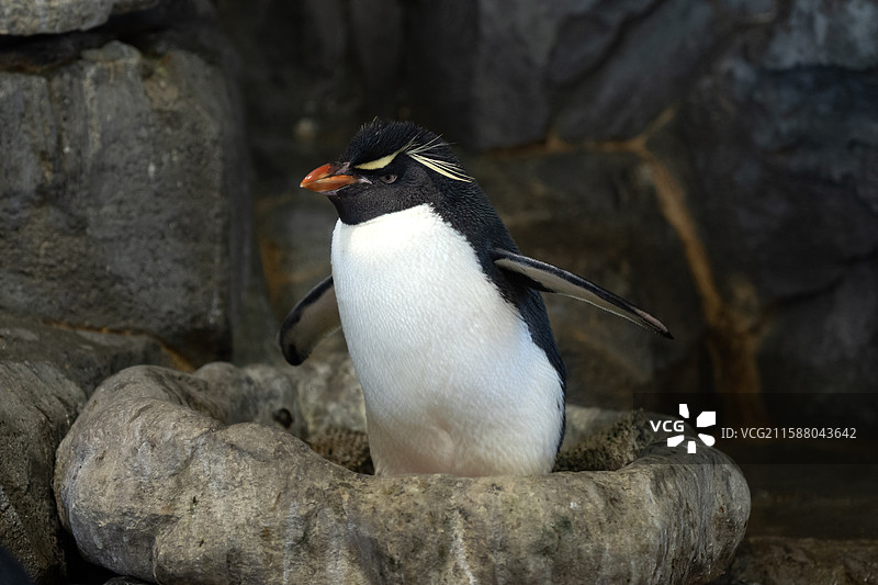 大阪海游馆 凤头黄眉企鹅图片素材