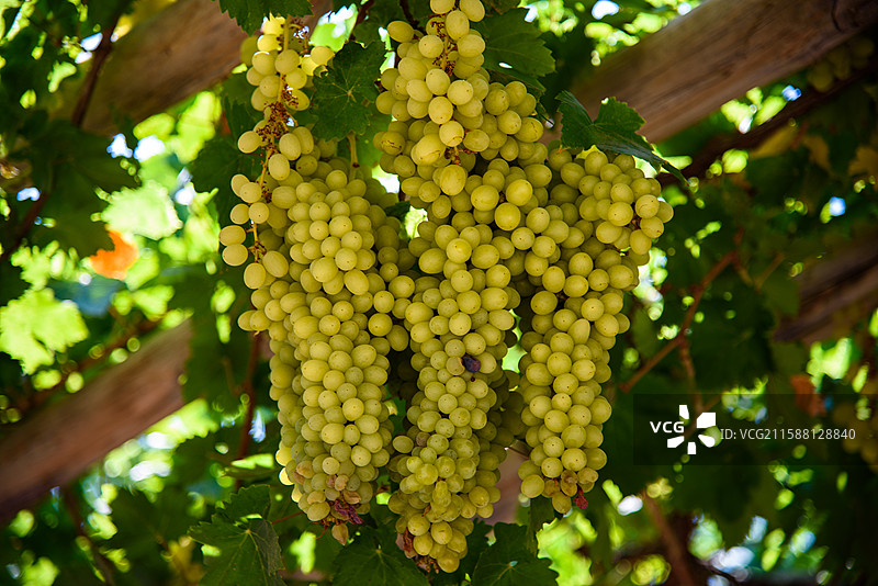 吐鲁番葡萄沟图片素材