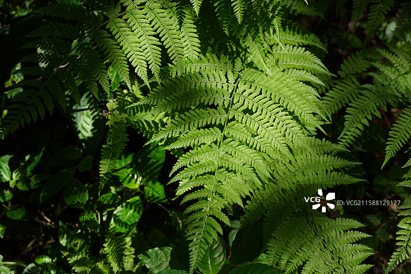 阳光打在森林里的蕨类植物叶片上图片素材