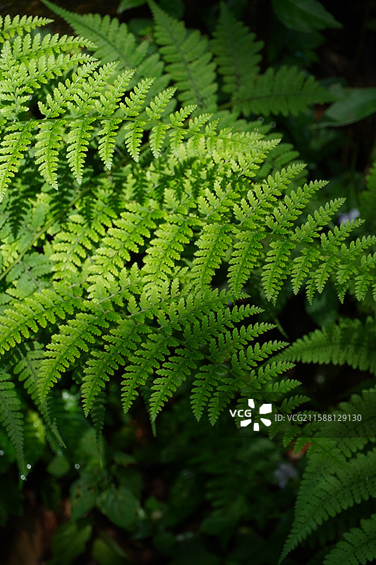 阳光打在森林里的蕨类植物叶片上图片素材