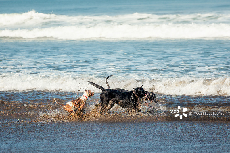 印尼巴厘岛水明漾海滩遛狗玩耍图片素材