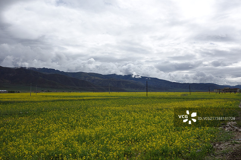西藏日喀则市拉孜县318国道G318川藏公路川藏南线川藏线5026公里：油菜花图片素材
