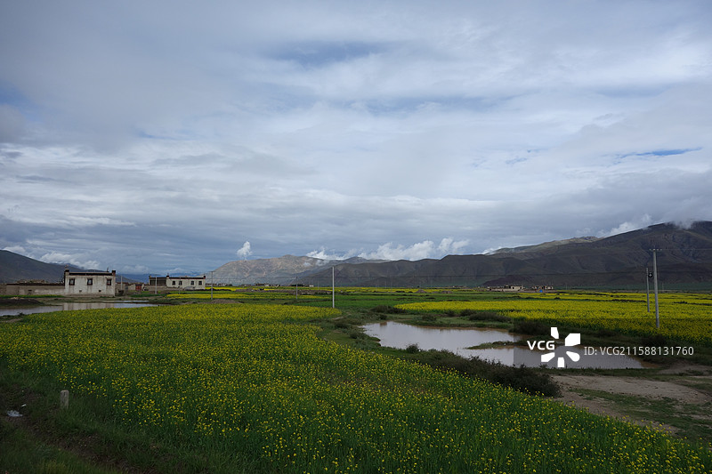 西藏日喀则市拉孜县318国道G318川藏公路川藏南线川藏线5026公里：油菜花图片素材