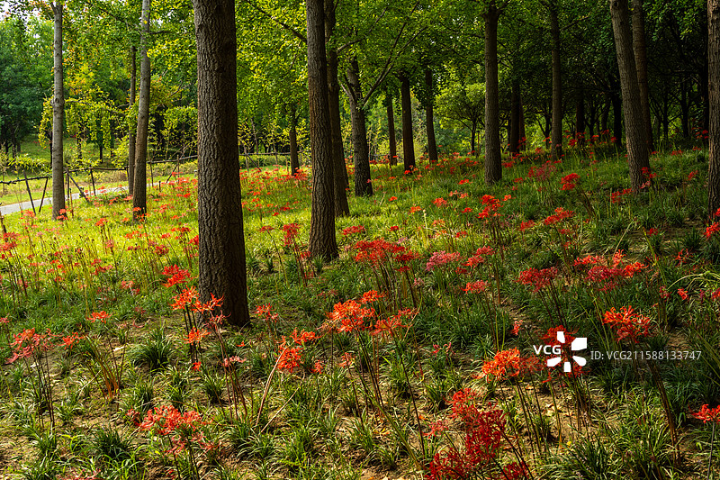 郑州北龙湖公园秋天森林里的树木和彼岸花海图片素材
