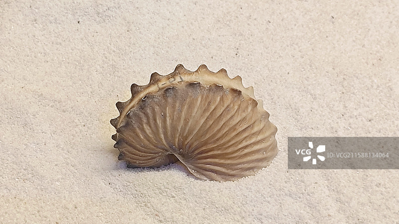 扁船蛸图片素材