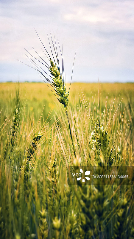 麦田麦穗图片素材